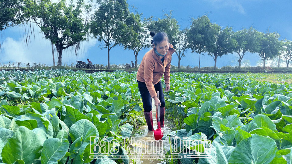 Phát huy vai trò của hợp tác xã trong phát triển chuỗi liên kết sản xuất, tiêu thụ nông sản