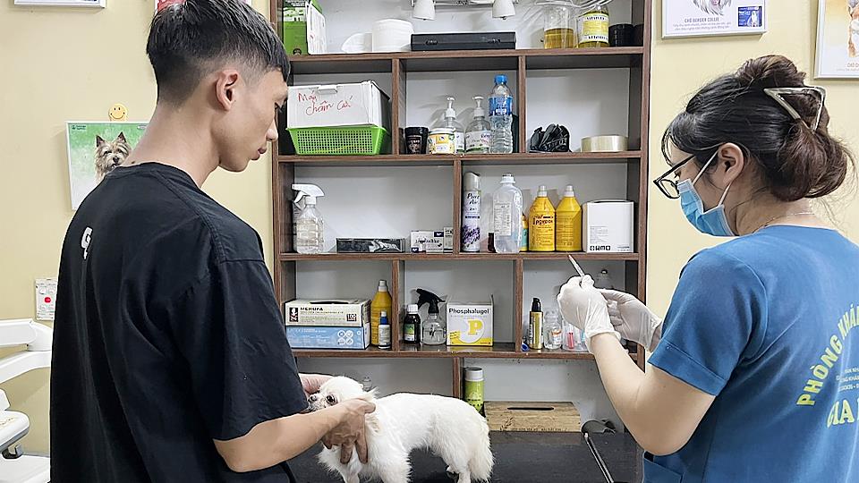 Thực hiện nghiêm các biện pháp phòng, chống bệnh dại trên động vật