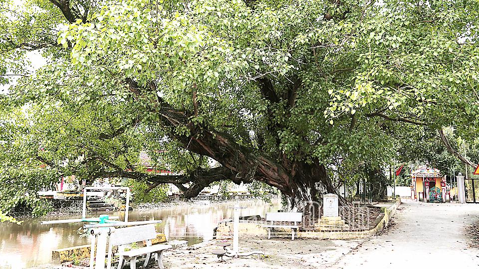 Những cây di sản ở xã Hải Bắc