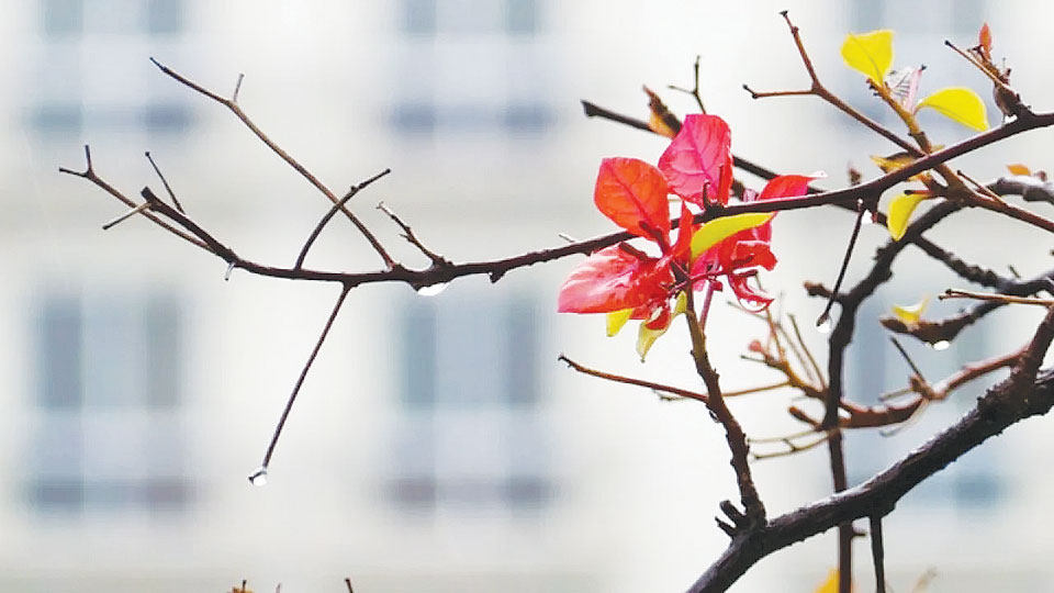 Bâng khuâng tháng Giêng