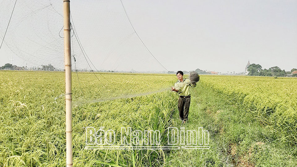 Quyết liệt xử lý tình trạng săn bắt chim hoang dã - Bài 1: Gia tăng hình thức săn, bắt trái phép chim hoang dã