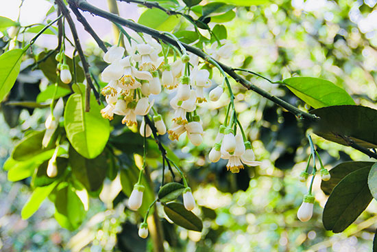 Thương những ngày cũ