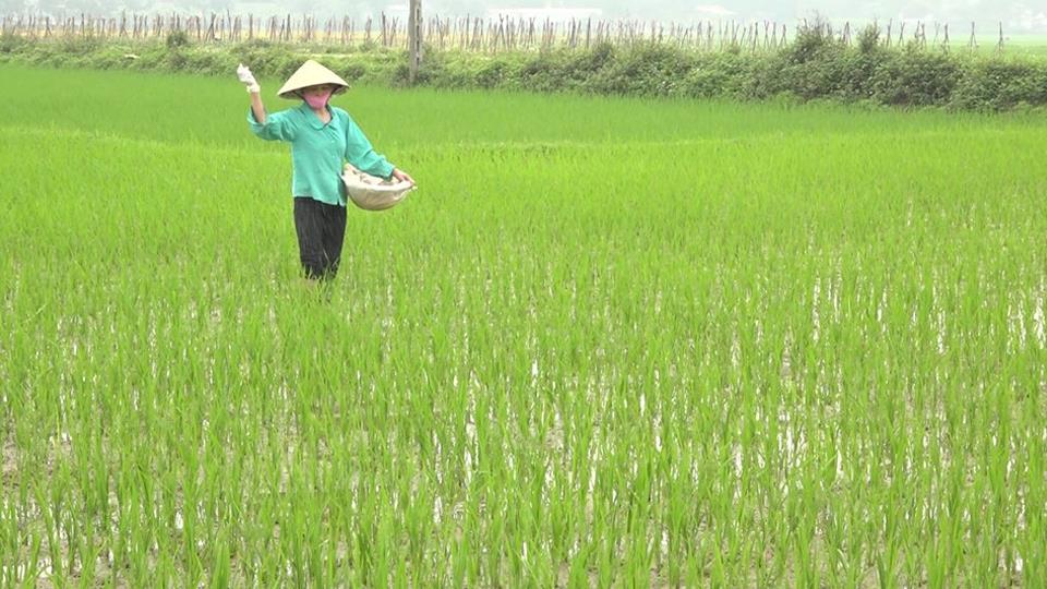 Kỹ thuật bón thúc đẻ nhánh cho lúa vụ xuân