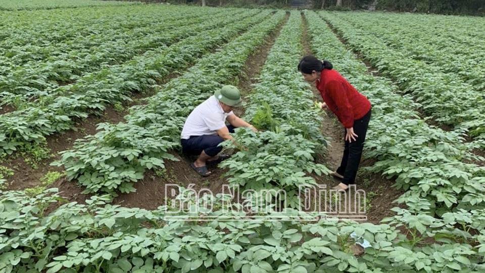 Tập trung chăm sóc, bảo vệ rau màu vụ xuân