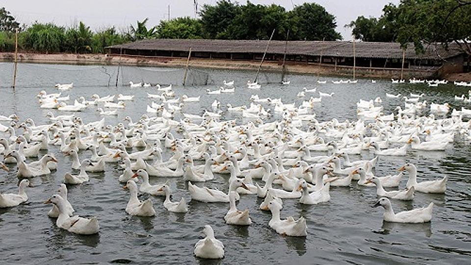 Kỹ thuật chăn nuôi vịt theo VIETGAHP