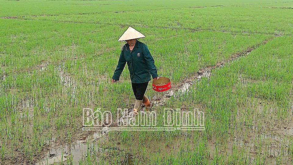 Chuyển trọng tâm sang chăm sóc, bảo vệ lúa xuân