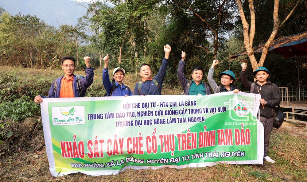 'Vén màn' bí ẩn chè cổ núi Tam Đảo thuộc địa phận Thái Nguyên - Kỳ 1: Hành trình vượt núi