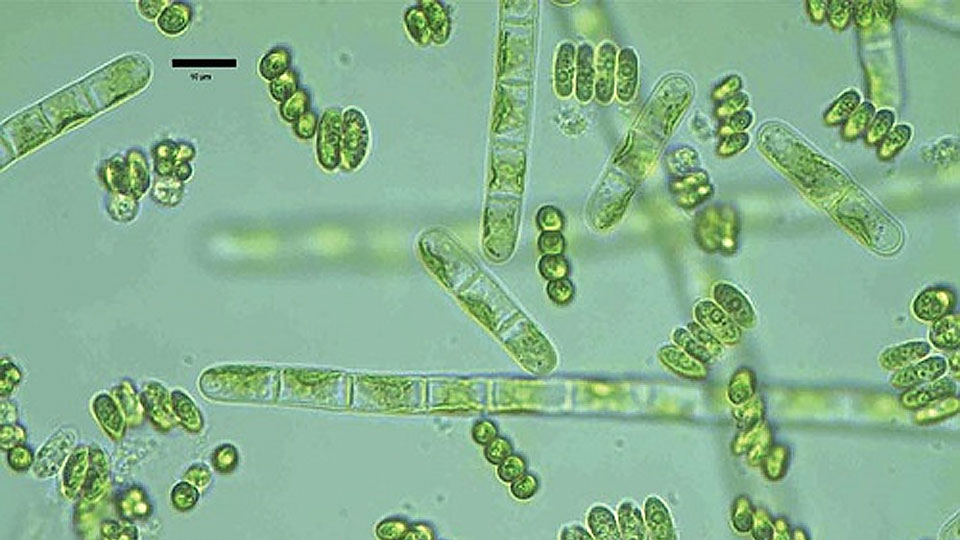 Tạo thức ăn tự nhiên trong ao nuôi tôm trước khi thả tôm giống