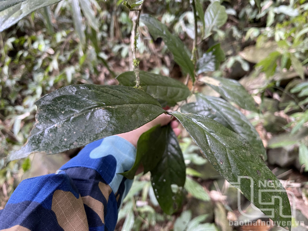 Chuyên gia nói gì về quần thể chè cổ trên núi Tam Đảo