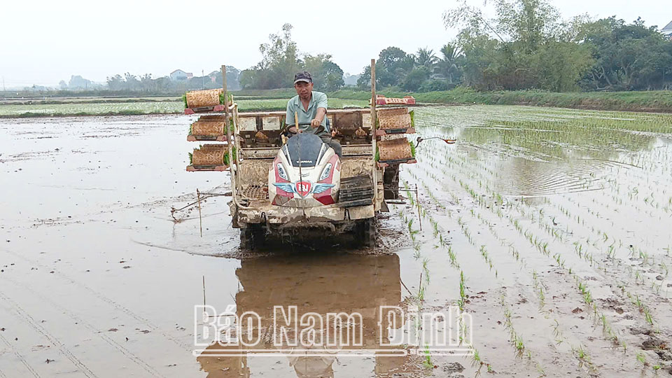 Nhân rộng diện tích cấy lúatheo hướng tưới ướt khô xen kẽ, tạo tín chỉ carbon