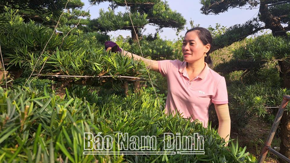 Hiệu quả từ các mô hìnhhợp tác xã