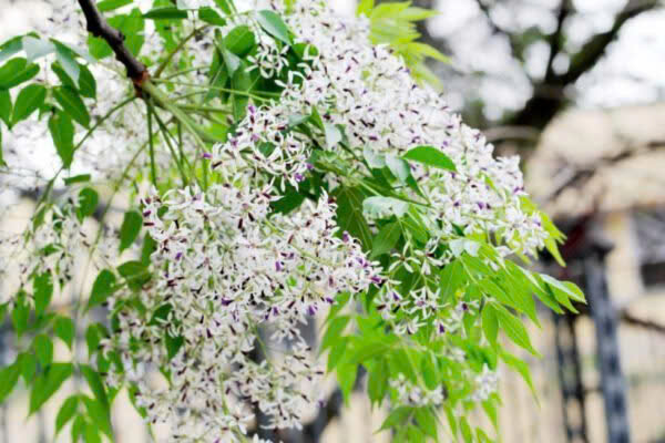 Những sắc hoa quê nhà