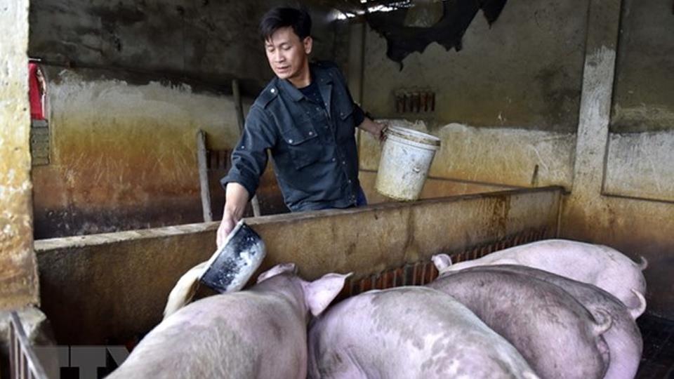 Thanh Hoá: Giá lợn giảm khiến người chăn nuôi gặp khó