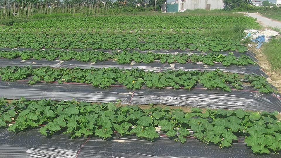 Một số biện pháp sản xuất rau màu vụ hè, hè thu