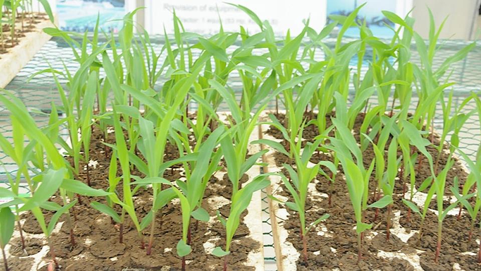 Quy trình kỹ thuật trồng ngô vụ đông trên đất 2 lúa