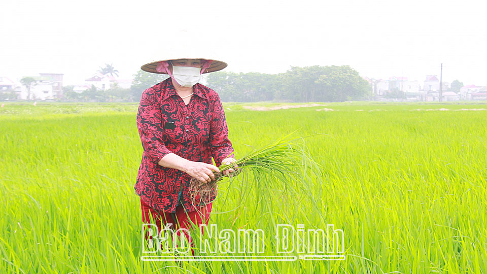 Tập trung xử lý tình trạng nhiễm lúa cỏ trên lúa xuân