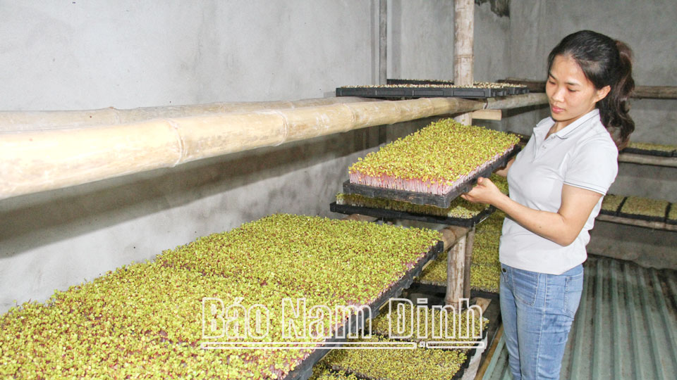 Khởi nghiệp thành công từ trồng rau mầm