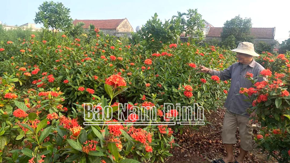 Hội Nông dân Nghĩa Hưnghỗ trợ hội viên phát triển kinh tế