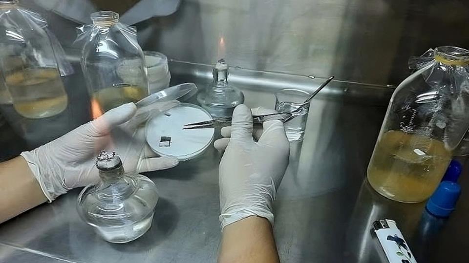 Nhà khoa học Việt tạo da sinh học từ vi khuẩn và sợi nấm