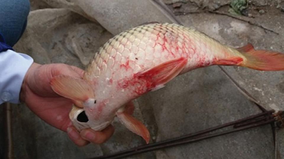 Một số bệnh thường gặp ở nuôi cá lồng bè và biện pháp phòng trị