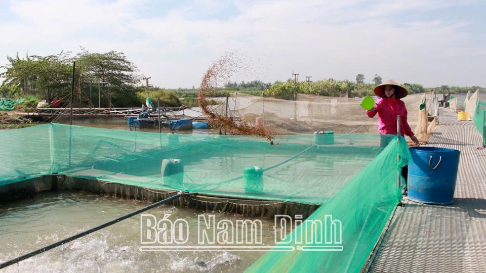 Phát triển bền vữngnghề nuôi cá lồng trên sông