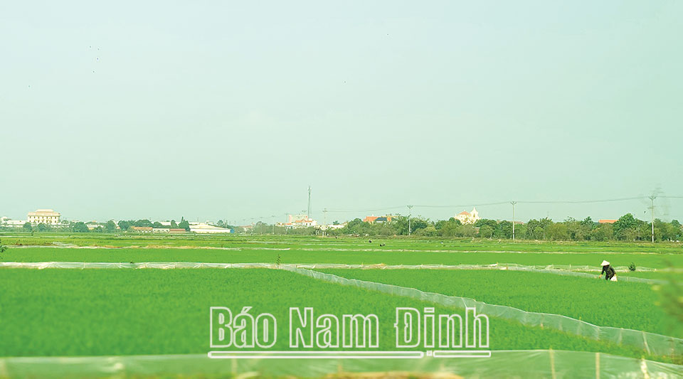 Giải quyết vướng mắc trong cấp giấy chứng nhận quyền sử dụng đất nông nghiệp sau dồn điền, đổi thửa