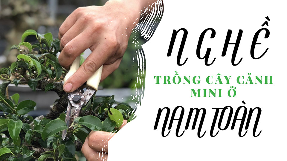 Nghề trồng cây cảnh mini ở Nam Toàn