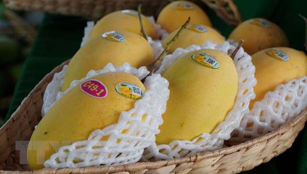 Đồng Tháp: Cải tiến sản xuất để nâng cao chuỗi giá trị xoài