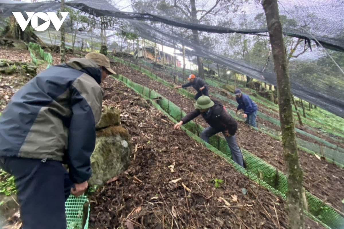 Lai Châu: Phát triển sâm và bài toán làm giàu của người dân vùng cao