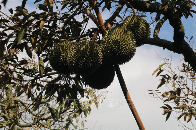 Tiền Giang: Đẩy nhanh cấp mã số vùng trồng trái cây xuất khẩu