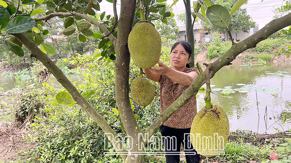 Năng động phát triển kinh tế trên đồng đất quê hương