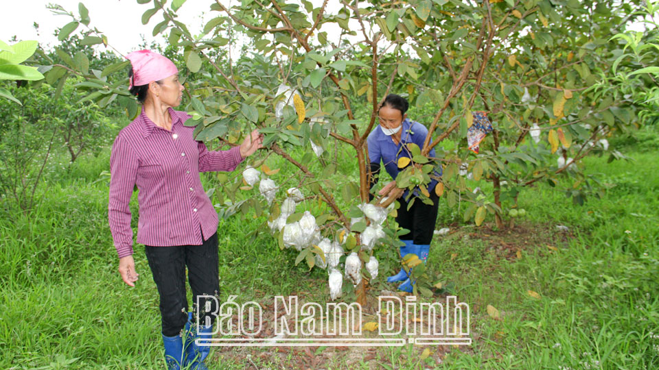 Năng động kinh tế hộ gia đình ở Mỹ Tiến