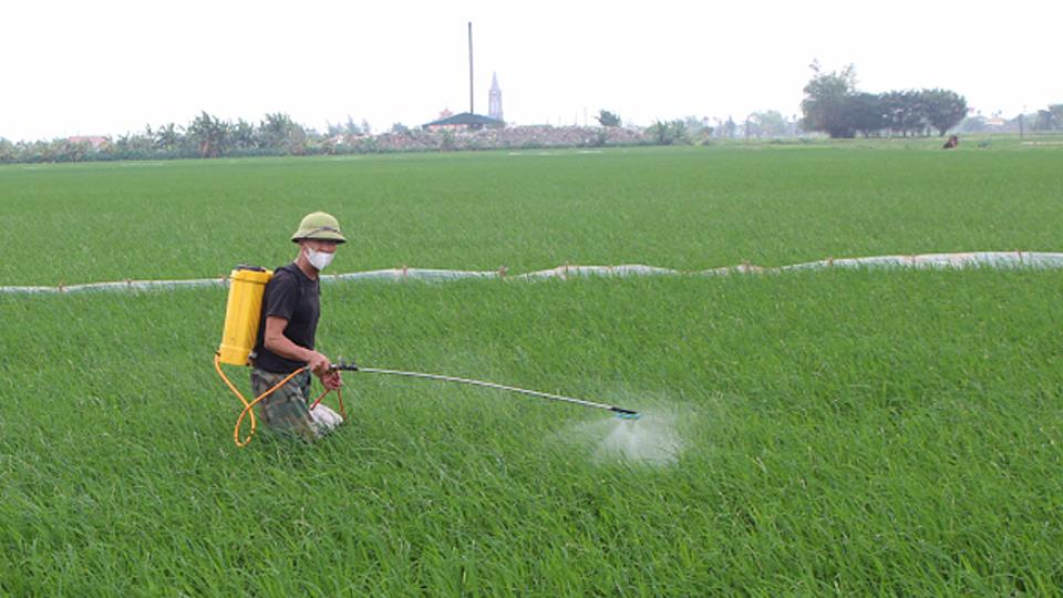Tiếp tục tập trung chỉ đạo phòng trừ sâu bệnh trên lúa vụ xuân 2024