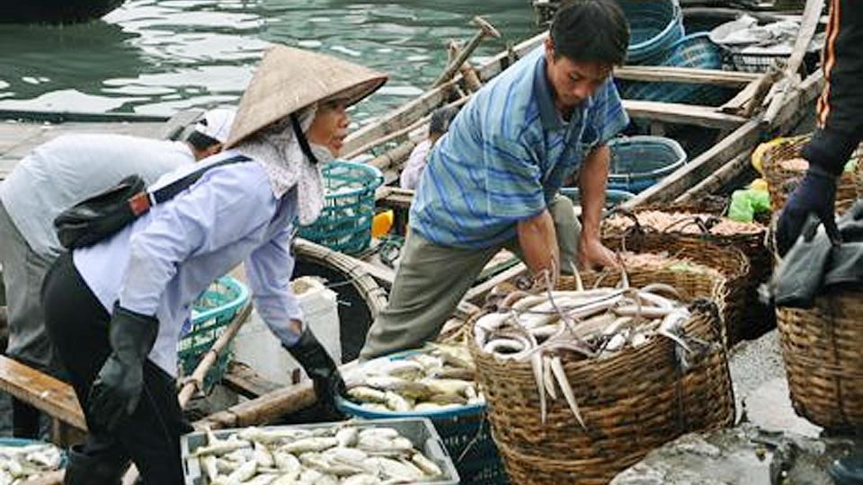 Tổng sản lượng khai thác thủy sản toàn tỉnh ước đạt 21.614 tấn