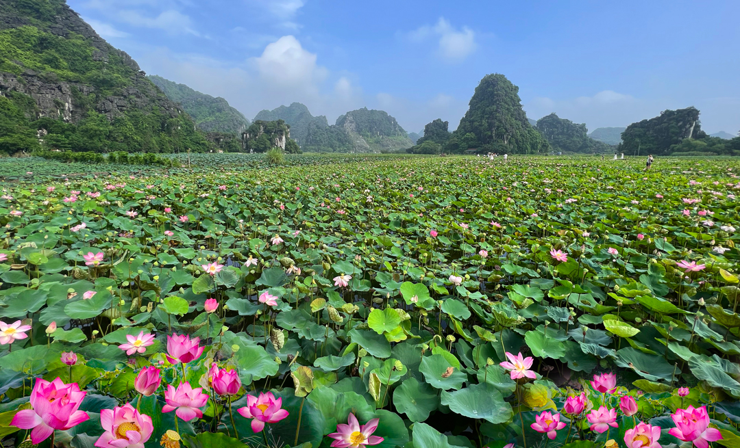 Vương vấnmùa sen