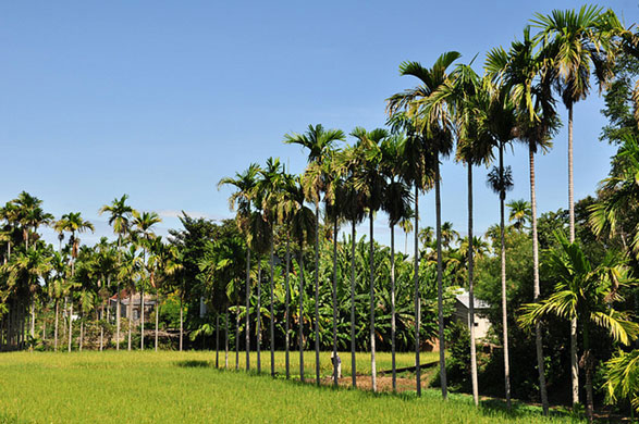 Ngan ngát hương cau