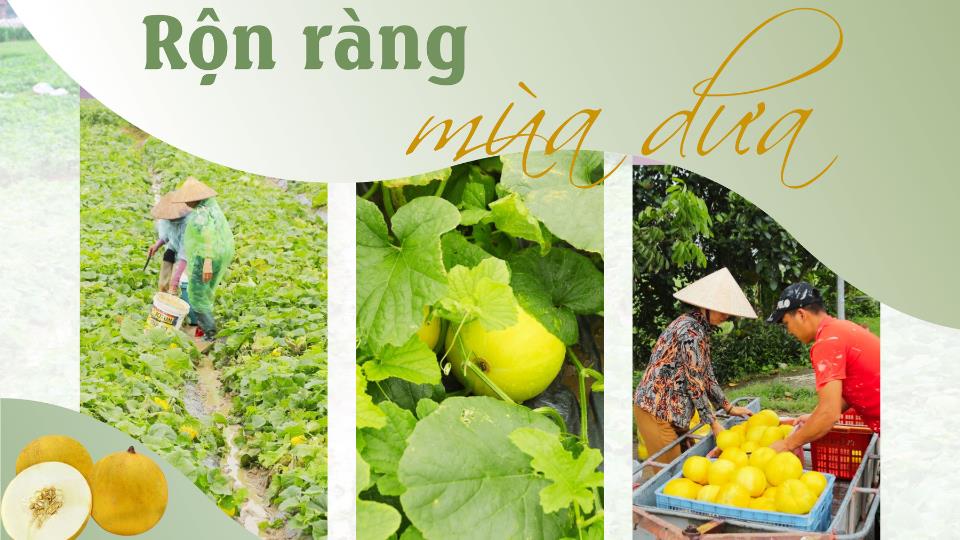 Rộn ràng mùa dưa