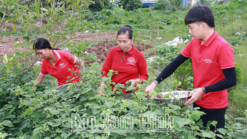 Hiệu quả liên kết hợp tác xã - doanh nghiệp - nông dân