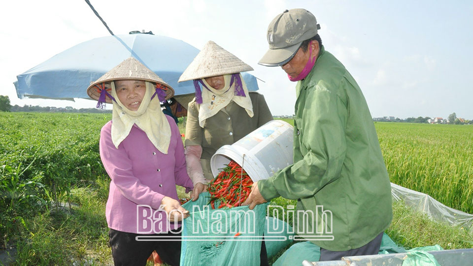 Đồng bộ các giải pháp khoa học kỹ thuậtthúc đẩy tiêu thụ nông sản