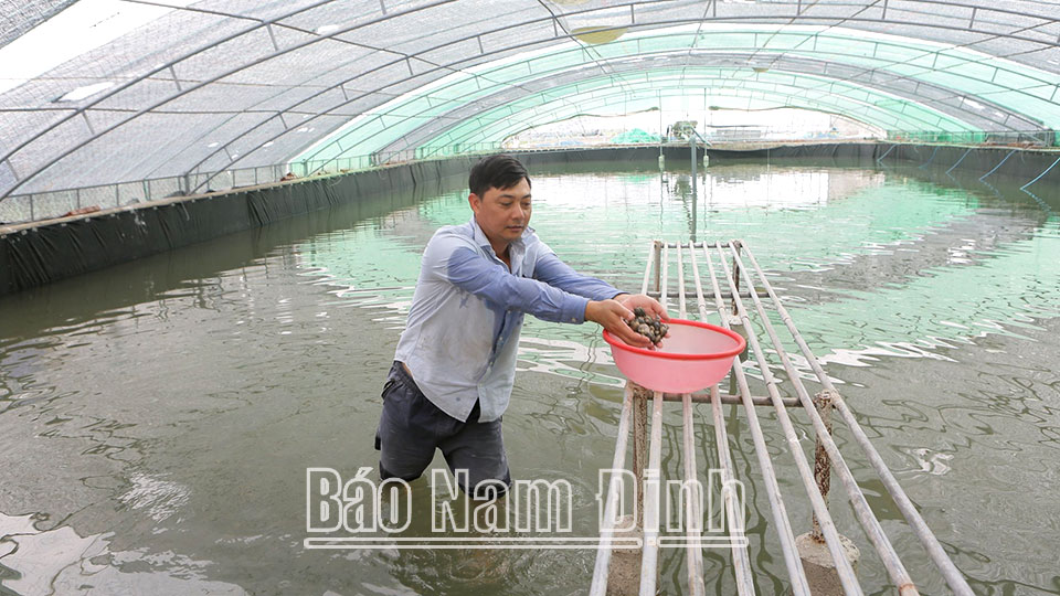 Hiệu quả các hợp tác xã,tổ hợp tác nuôi trồng thủy sản