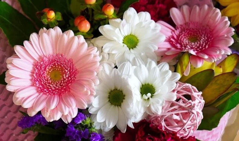 Cách dùng hoa đồng tiền chữa ho