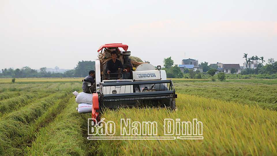 Toàn tỉnh đã thu hoạch được gần 45 nghìn ha lúa xuân