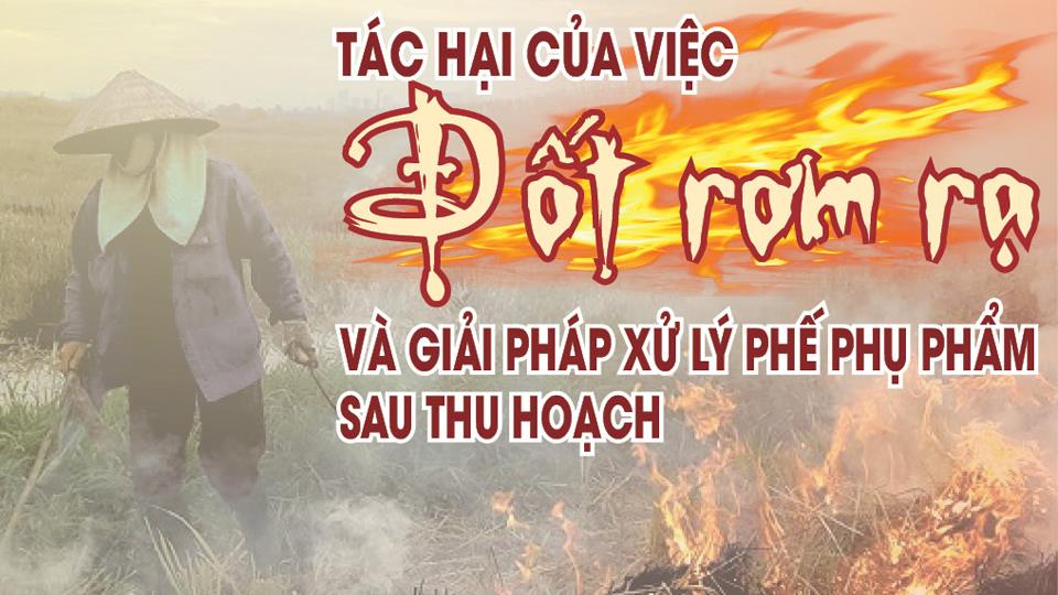 Tác hại của việc đốt rơm rạ và giải pháp xử lý phế phụ phẩm sau thu hoạch