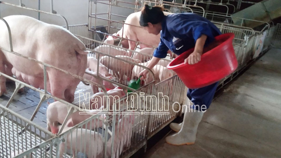 Sản lượng thịt lợn, gia cầm xuất chuồngđều tăng so với cùng kỳ năm 2022