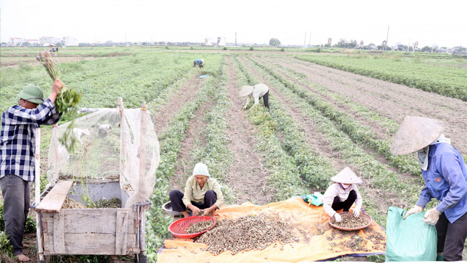 Rộn ràng mùa lạc