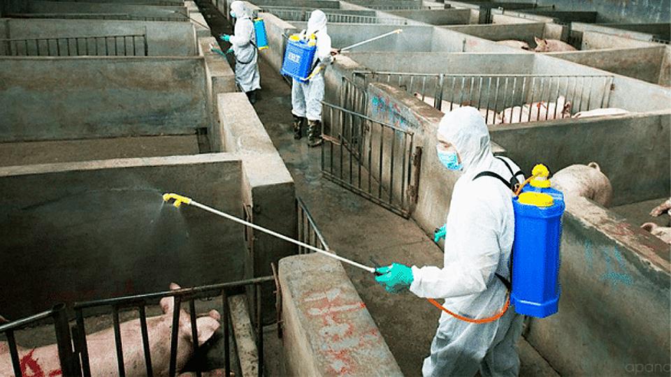 UBND tỉnh ban hành Công điện chỉ đạo triển khai đồng bộ, quyết liệt công tác phòng, chống dịch bệnh gia súc, gia cầm