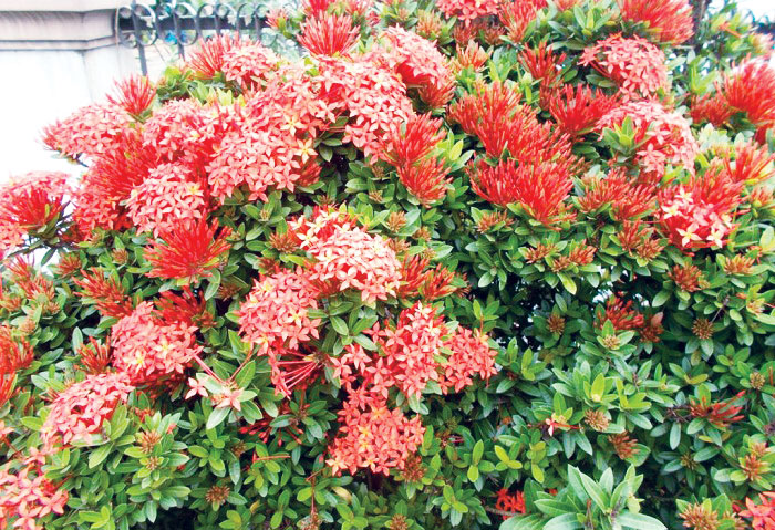 Tổ chào màotrên cây mẫu đơn