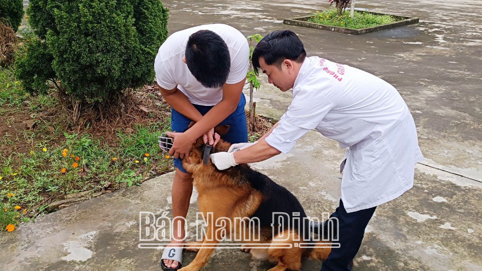 Chú trọng phòng, chống bệnh dạicho đàn chó, mèo