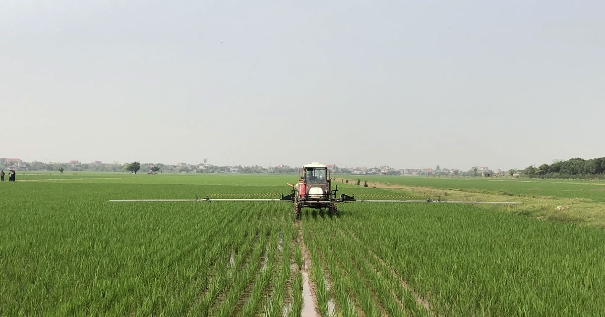 Sản lượng lúa đông xuân 2023-2024dự kiến đạt 20,3 triệu tấn