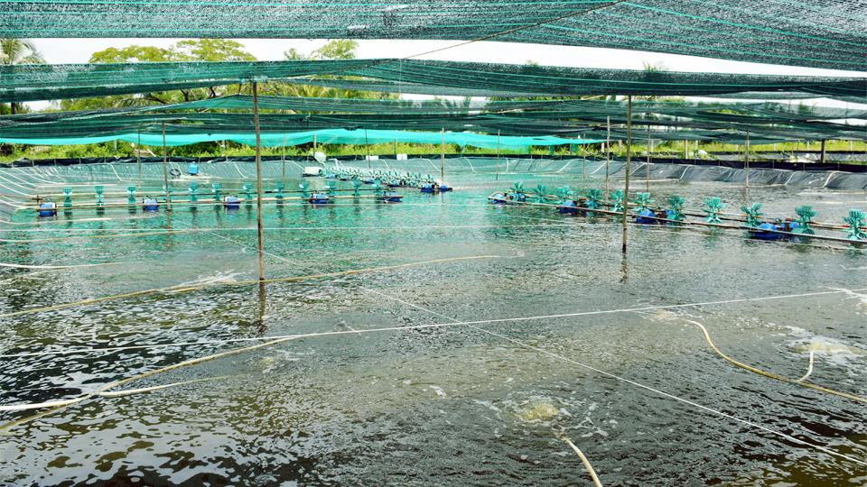 Thực hiện các biện pháp chống nắng, nóng cho con nuôi thủy sản